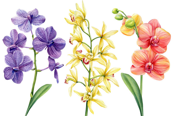 sada exotických orchidejí na izolované bílé, botanické malbě, akvarelové ilustraci, tropické flóře. Vysoce kvalitní ilustrace - Fotografie, Obrázek