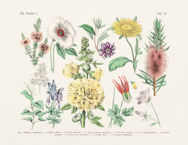 Botanical flowers illustration - Antique Botanical  illustration of the german book: Textbook of practical science of plants in words and pictures: for school and home - Publication date 1880 - Foto, imagen