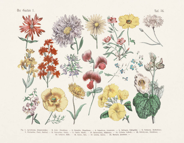 Botanical flowers illustration - Antique Botanical  illustration of the german book: Textbook of practical science of plants in words and pictures: for school and home - Publication date 1880 - Φωτογραφία, εικόνα