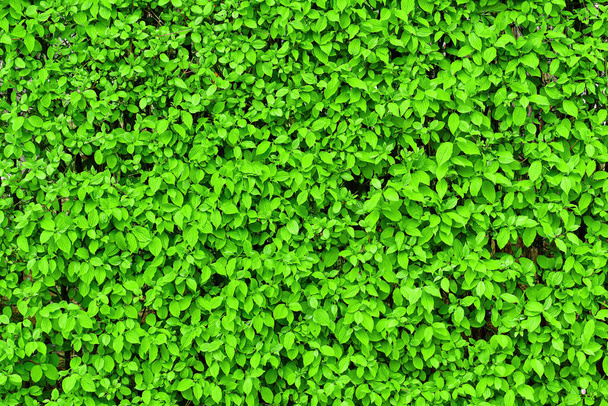 Dekoratív fal egy zöld levelű növényből. Természetes minta. Absztrakt háttér a design. Tereprendezés. - Fotó, kép