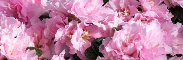 Kwitnące azalie, piękne różowe kolory kwiat, przyprawy koncepcja ogrodnictwa - Zdjęcie, obraz