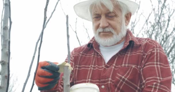 Vooraanzicht van oude man met panama hoed die bomen aan het enten is. Tuinman met grijs haar en baard met pot, groeiende planten in boomgaard. Concept van het verzorgen van bomen en natuur. - Video
