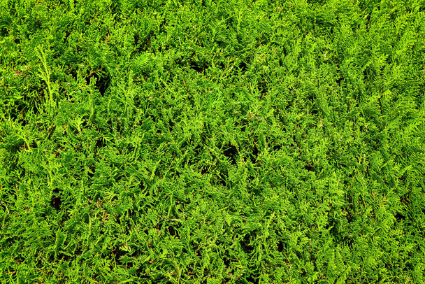 Background from decorative juniper. Ornamental plant. Landscaping. - Foto, Bild