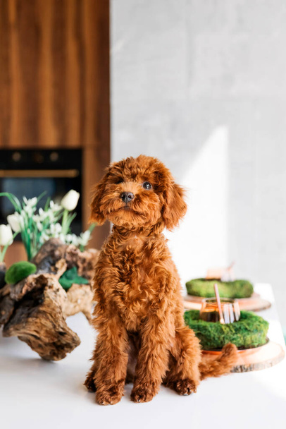 A dog sits on a table with a copper cocktail and a green plant. - 写真・画像