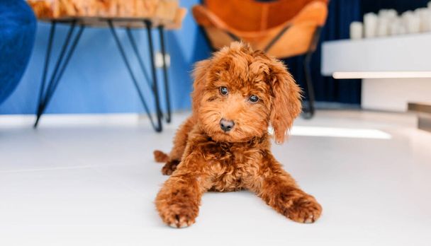 A brown toy poodle dog laying on the floor - Photo, image