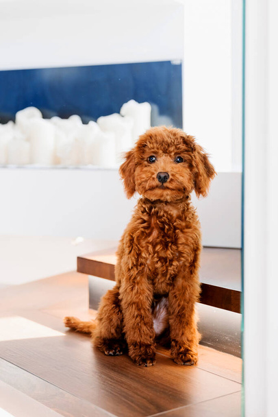 A brown toy poodle dog sitting on the floor - Фото, изображение