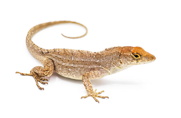 Cuban brown anole, Bahaman or De la Sagras anole - Anolis sagrei - side view looking at camera. isolated on white background, detail throughout - Photo, Image