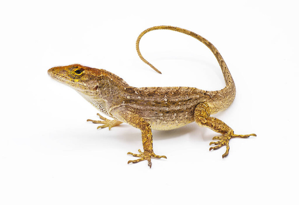 Cuban brown anole, Bahaman or De la Sagras anole - Anolis sagrei - side front view looking at camera. isolated on white background, detail throughout - Photo, Image