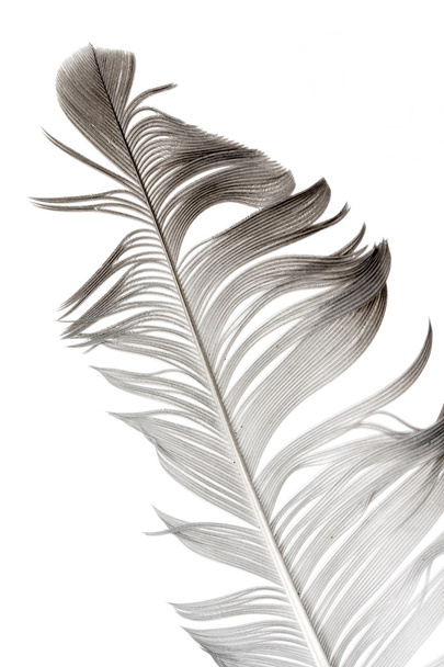 Bird feather - Photo, Image