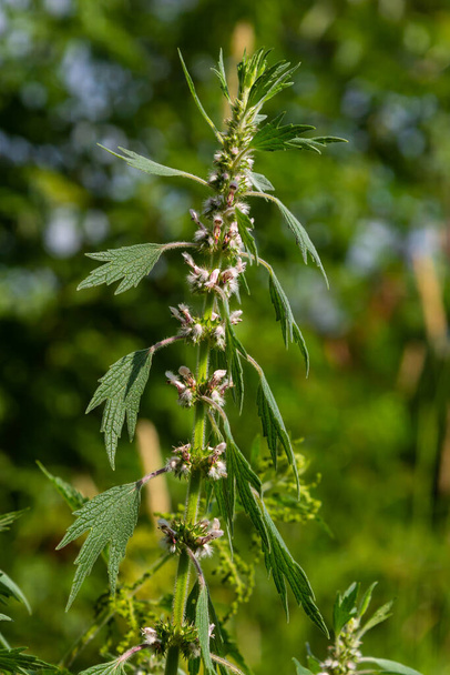 Leonurus cardiaca, known as motherwort. Other common names include throw-wort, lion's ear, and lion's tail. Medicinal plant. Grows in nature. - Photo, Image