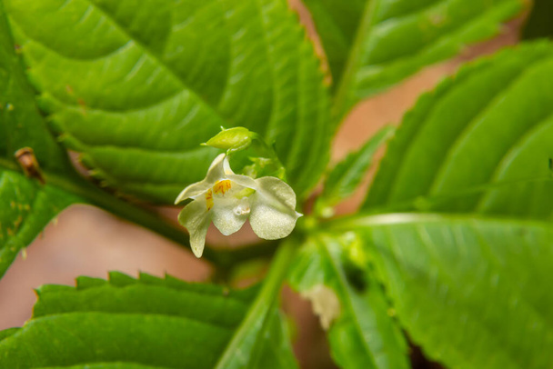 Small balsam or small-flowered touch-me-not Impatiens parviflora yellow flower close up. - Photo, Image