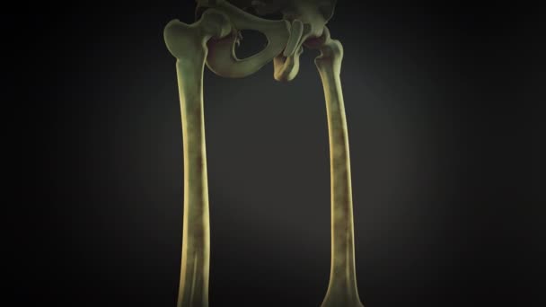 Becken und Beine Skelett des menschlichen Körpers - Filmmaterial, Video