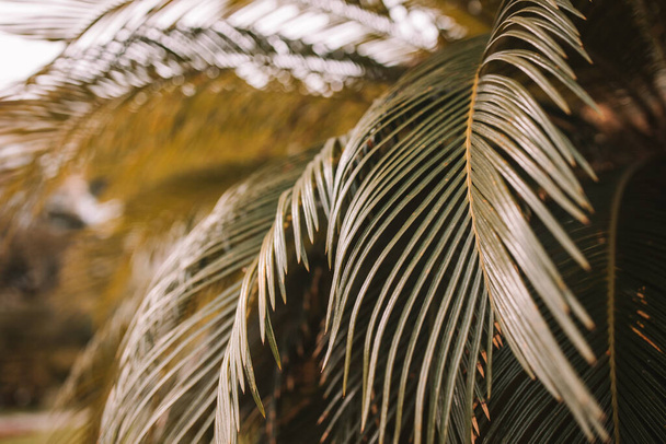 Tropical palm leaves in the botanical garden, floral pattern background, toned process  - 写真・画像