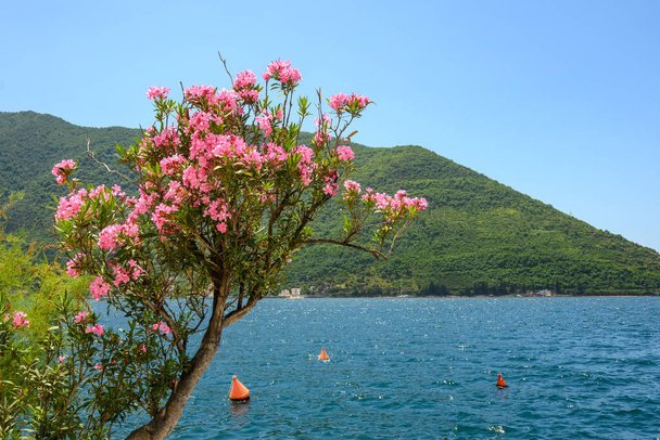 Flowering bushes growing over the picturesque Bay of Kotor. Perast, Montenegro - Φωτογραφία, εικόνα