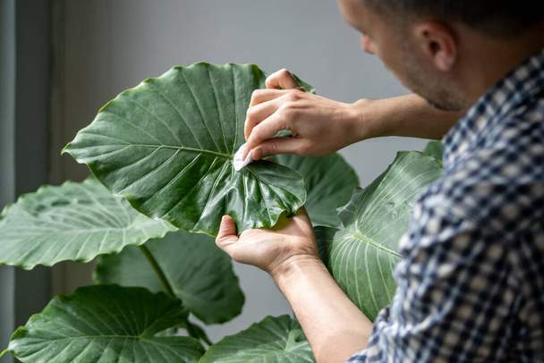 Man hands wiping dust from Alocasia leaves, taking care of houseplant using wet cotton pad, moisturizes during heating period, selective focus, closeup. Dust in apartment,  - Photo, Image