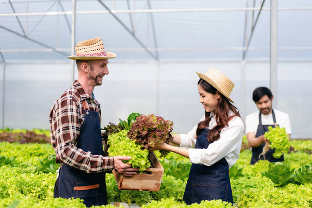 Dos propietarios de agronegocios trabajando y sosteniendo verduras hidropónicas orgánicas en la cesta para preparar la exportación de la cosecha para vender. - Foto, imagen