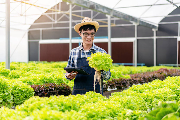 Homme intelligent agriculteur tenant tablette de travail et de contrôle de la qualité des légumes hydroponiques biologiques dans la plantation de serre pour préparer l'exportation de la récolte à vendre. - Photo, image