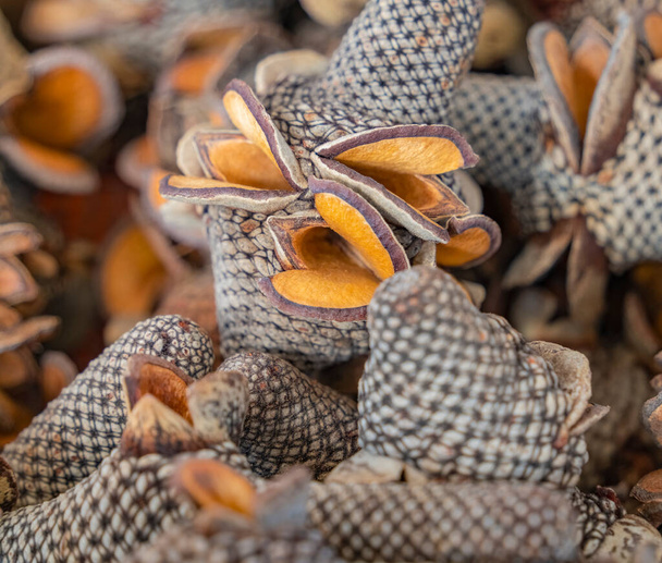 Quadro completo close-up tiro mostrando alguns cones Banksia - Foto, Imagem