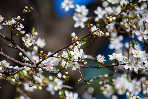 Prunus cerasifera blooms in spring. - Photo, Image