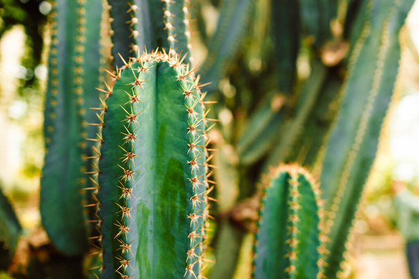 Iso pitkä kaktus ruukuissa. Hauska kaktus kodin sisustukseen. Pörröinen kaktus pitkillä neuloilla. Kaunis sisustusesine. Kaktus kivien välissä. Kakkua kukkaruukussa. Laadukas kuva - Valokuva, kuva