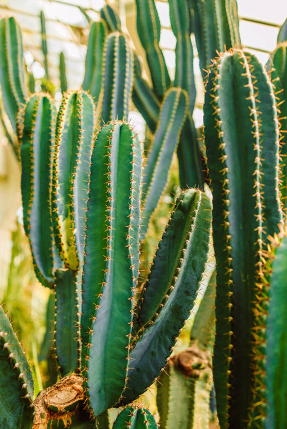 Un gran cactus largo en las ollas. Cactus divertido para la decoración del hogar. Cactus esponjoso con agujas largas. Hermoso objeto interior. Cactus entre piedras. Cactus en una maceta. Foto de alta calidad - Foto, Imagen