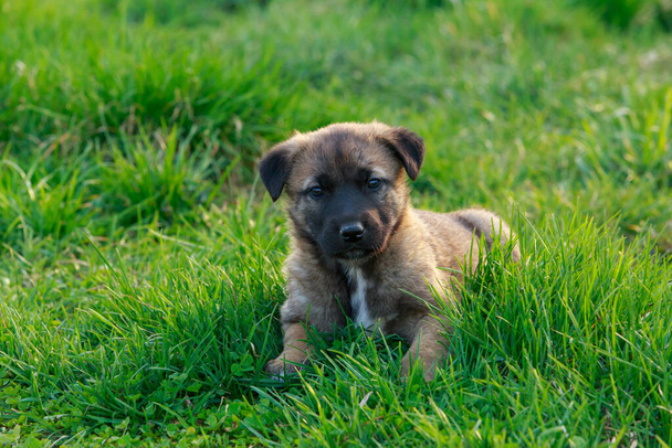 Small puppy breed Alabai on a background of green grass - Foto, afbeelding