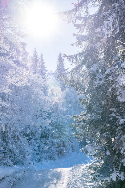 Hermoso paisaje invernal en Seefeld, Austria - Foto, Imagen