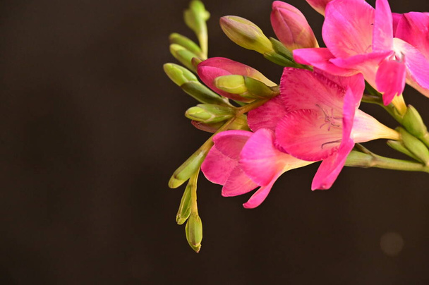 schöne rosa Orchideenblüten auf dunklem Hintergrund - Foto, Bild