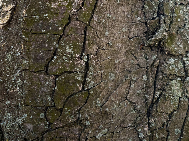 Primer plano de la corteza de castaño. La textura del tronco de Aesculus hippocastanum L. Fondo de madera viva. piel de la naturaleza del bosque. - Foto, Imagen