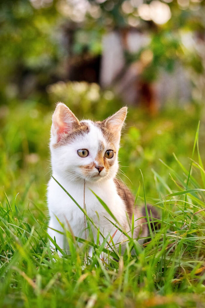 Pequeno gatinho bonito sentado no jardim na grama alta - Foto, Imagem