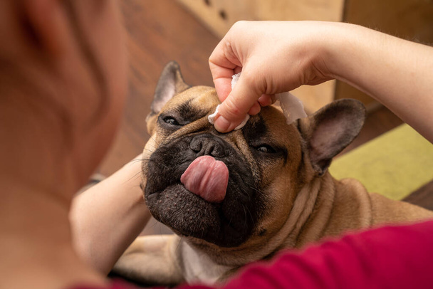 A woman's hand delicately cleans the wrinkles in a French Bulldog's muzzle. The content expression on the dog's face demonstrates the enjoyment of the attention from its owner. The photo emphasizes the significance of regular wrinkle cleaning to main - Zdjęcie, obraz