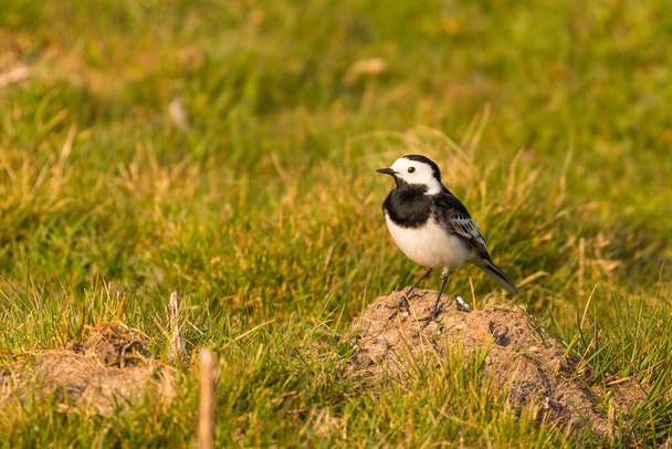 De witte kwikstaart in een natuurlijke habitat. Kleine zangvogel (Motacillidae). Yorkshire Dales, Cumbria, Verenigd Koninkrijk. - Foto, afbeelding