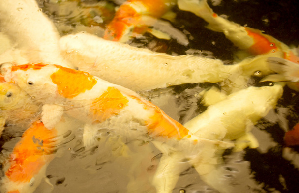 Tengeri hal a vízben - Fotó, kép