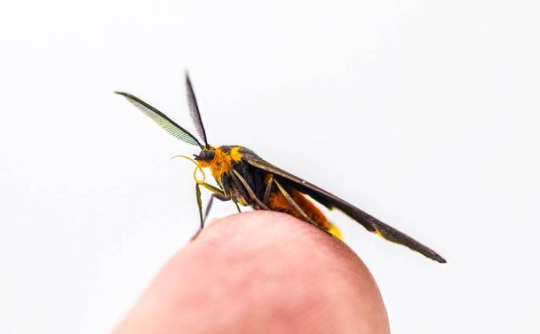 Moth Dahana à ailes noires - Dahana atripennis - au doigt humain. Isolé sur fond blanc. Trouvé seulement en Géorgie et en Floride. Les larves se nourrissent de mousse d'Espagne - Tillandsia usneoides - Photo, image