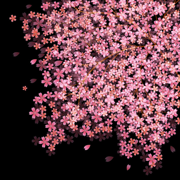 Cerezo flores de cerezo fondo
 - Vector, Imagen