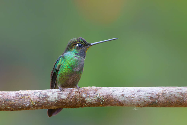 Csodálatos kolibri (Eugenes fulgens) ül az esőerdőben San Gerardo del dota, Savegre, Costa Rica - Fotó, kép