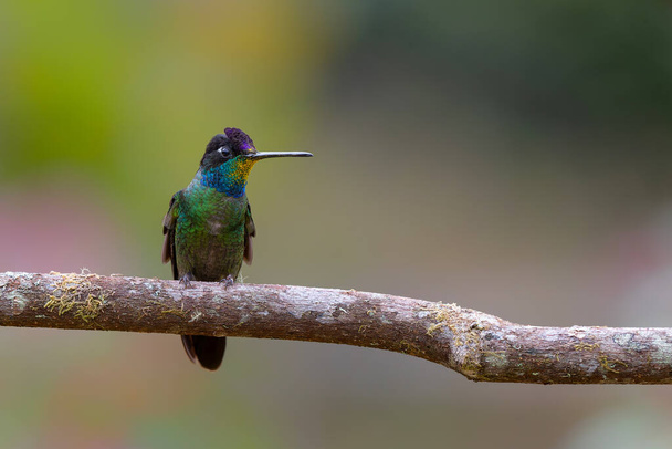 Prachtvoller Kolibri (Eugenes fulgens) im Regenwald von San Gerardo del dota, Savegre, Costa Rica - Foto, Bild