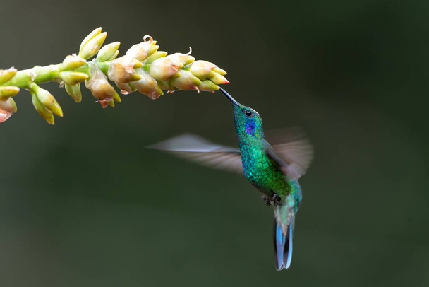 Hummingbird - Green violet-ear Colibri thalassinus) flying to pick up nectar from a beautiful flower, San Gerardo del Dota, Savegre, Costa Rica. Action wildlife scene from nature. - Photo, Image