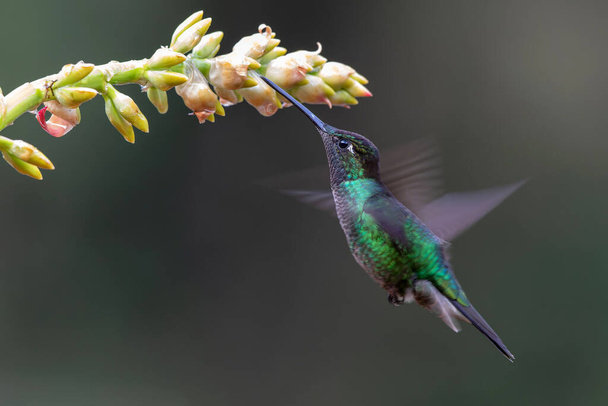 Magnificent Hummingbird (Eugenes fulgens) flying to get nectar in the rainforest in San Gerardo del dota, Savegre, Costa Rica - Photo, Image