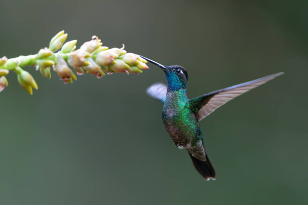 Prachtvoller Kolibri (Eugenes fulgens) fliegt zum Nektarholen in den Regenwald von San Gerardo del dota, Savegre, Costa Rica - Foto, Bild