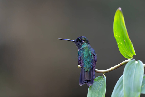 Csodálatos kolibri (Eugenes fulgens) ül az esőerdőben San Gerardo del dota, Savegre, Costa Rica - Fotó, kép