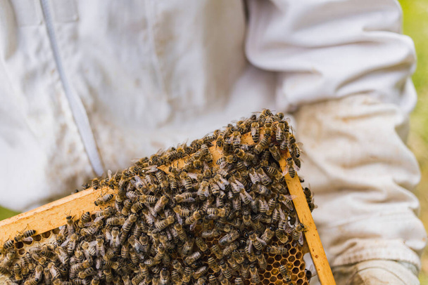 Αρσενικός μελισσοκόμος με πλήρη προστατευτικό εξοπλισμό που εργάζεται σε ένα μελισσοκομείο, ελέγχοντας την κυψέλη, ενώ ένα σμήνος μελισσών που πετούν γύρω του - Φωτογραφία, εικόνα