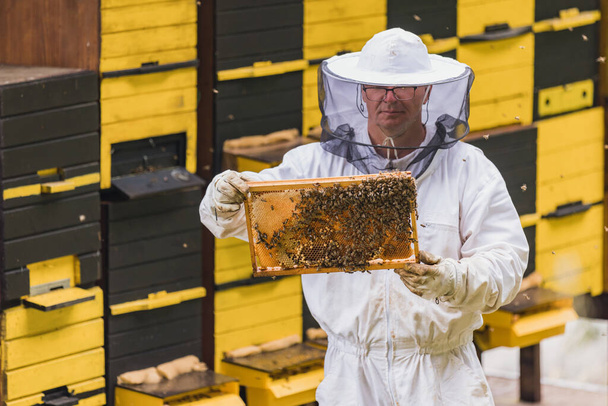 Hobby honey farmer standing in an apiary, in front of beehives, holding a wooden hive frame covered with bees and comb - Photo, image