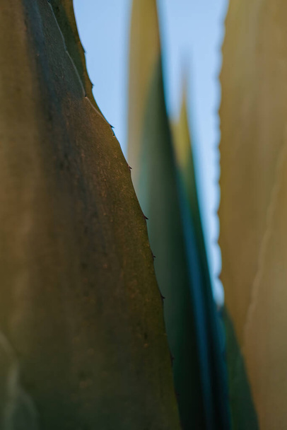 La planta pulque - Hermosos campos de Maguey en Tlaxcala, México - Foto, imagen