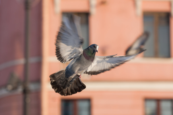 dove in flight - Фото, изображение