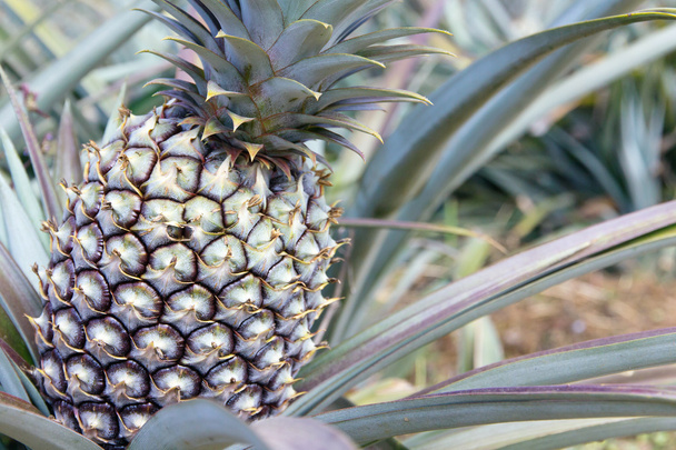 Fresh Pineapple in farm. - Foto, imagen