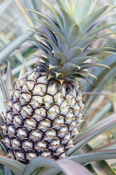 Fresh Pineapple in farm. - Φωτογραφία, εικόνα