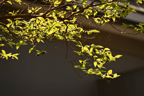 Tall stewartia (Stewartia monadelpha) дерево. Дерево Thaceae листяне, родом з Японії. Свіже зелене та осіннє листя прекрасне, а влітку цвітуть білі квіти.. - Фото, зображення