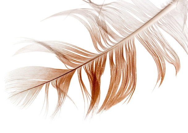 Bird feather - Фото, зображення