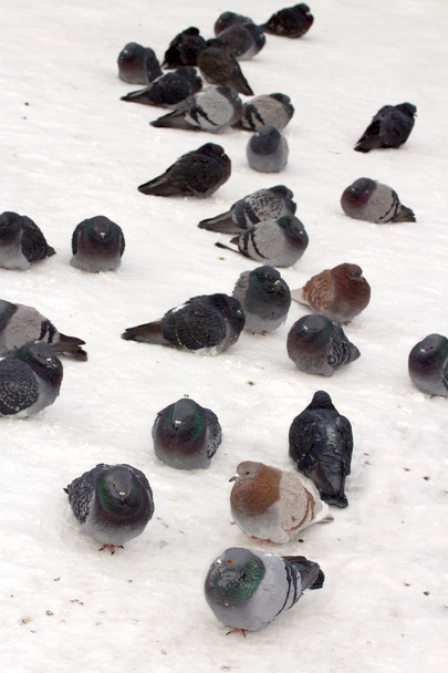 Группа голубей на снегу
 - Фото, изображение